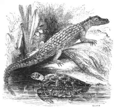 Natural History, Reptiles p 44.png