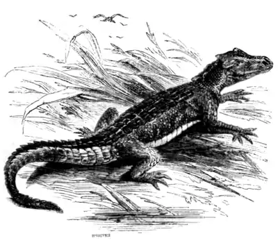 Natural History, Reptiles p 58.png