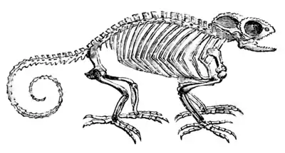 Natural History, Reptiles p 71.png