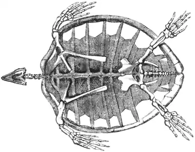 Natural History, Reptiles p 9.png