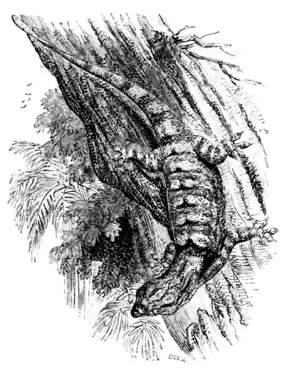 Natural History, Reptiles p 91.png