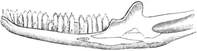 Natural History, Reptiles p 93.png