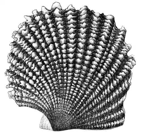 Natural History - Mollusca - Avicula.png