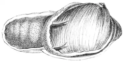 Natural History - Mollusca - Natica.png