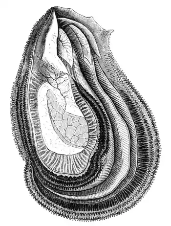 Natural History - Mollusca - Oyster.png