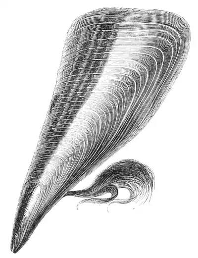 Natural History - Mollusca - Pinna.png