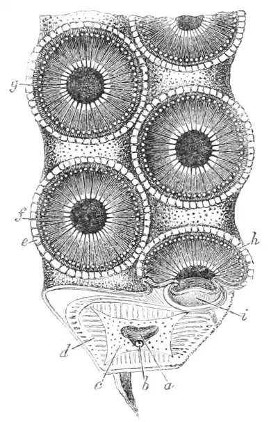 Natural History - Mollusca - Sucker.png