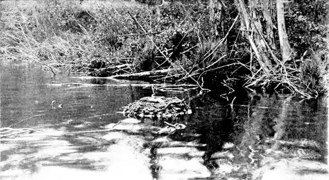 Nest and eggs of loon (Bird-Lore).png