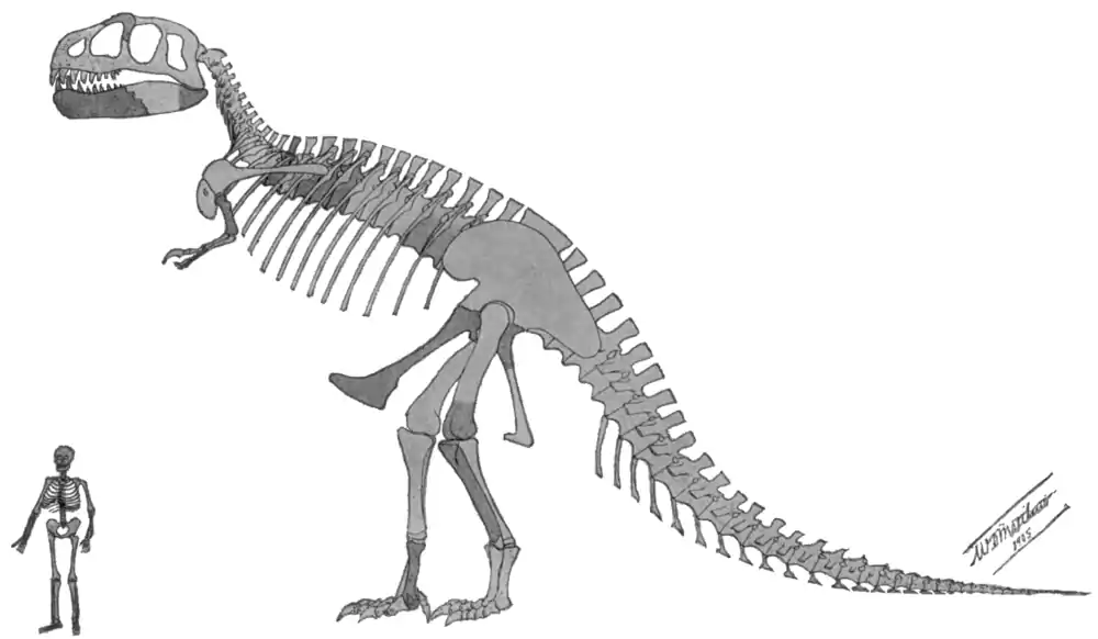 Original Tyrannosaurus Scale Description.png