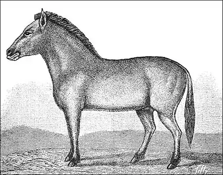 PSM V37 D646 Dzungarian wild horse.jpg