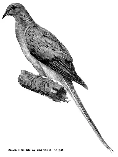 Passenger Pigeon-BL05-6 0225.jpg