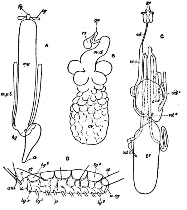 Pauropoda2 EB1911.png