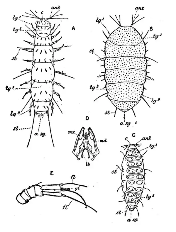 Pauropoda EB1911.png