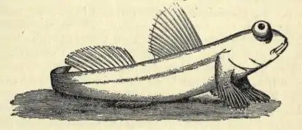 Periophthalmus koelreuteri EB1911 vol.12 p.169.jpg