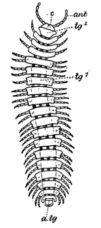 Platyrhachus mirandus EB1911.png