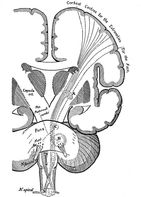 Principles of Psychology (James) v1 p38.png