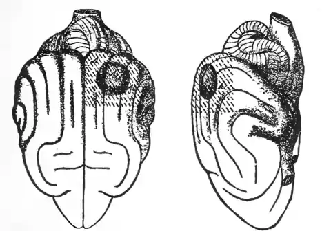 Principles of Psychology (James) v1 p45.png