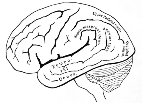 Principles of Psychology (James) v1 p56.png