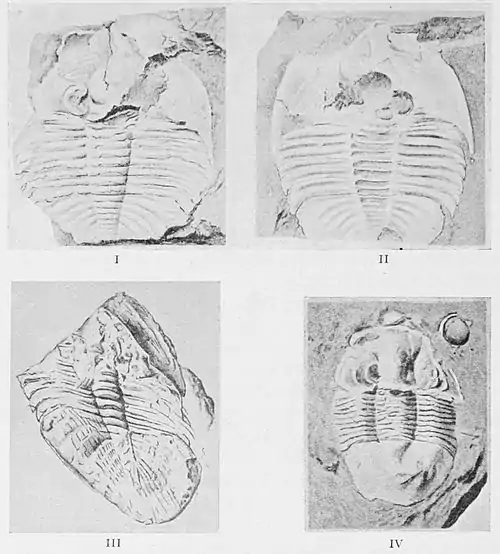 Fig. 25. Ordovician Trilobites from the Shan States