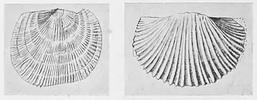 Fig. 25. Ordovician brachiopods from the Shan States.