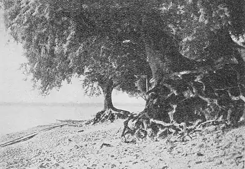 Fig. 38. Tamarind trees.