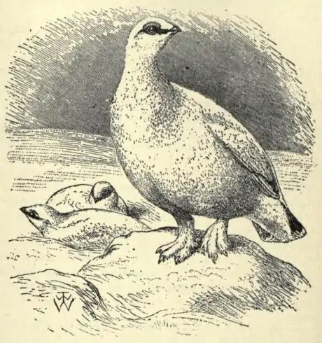 Ptarmigan EB1911 vol.12 p.637.jpg