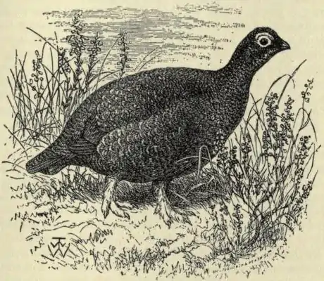 Red grouse EB1911 vol.12 p.637.jpg