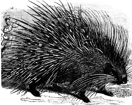 SFR b+w - Hystrix cristata.jpg