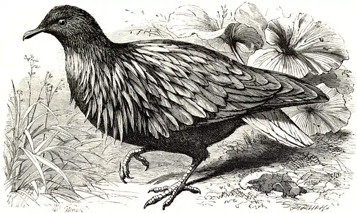 SFR b+w - Nicobar pigeon.jpg