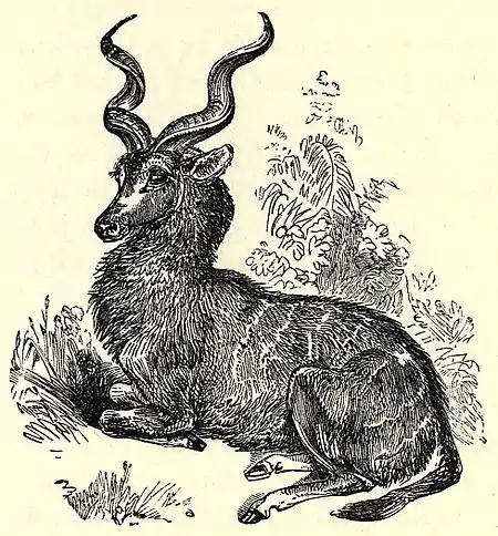 SFR b+w - antelope.jpg