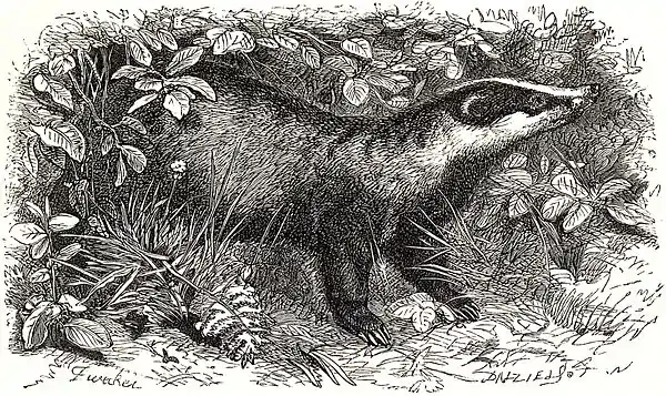 SFR b+w - badger.jpg