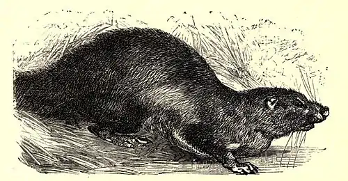 SFR b+w - beaver rat.jpg