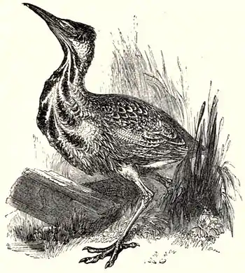 SFR b+w - bittern.jpg