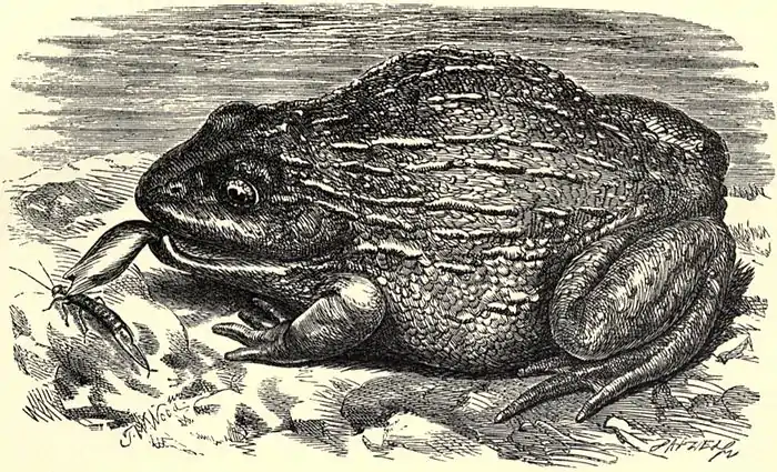 SFR b+w - bull frog.jpg