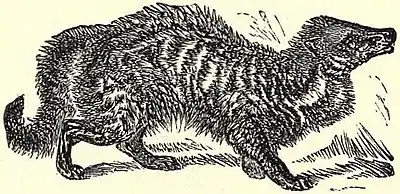 SFR b+w - civet cat.jpg