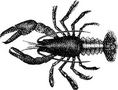 SFR b+w - crawfish.jpg