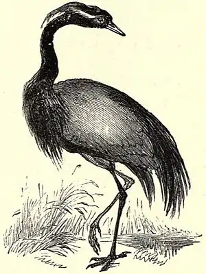 SFR b+w - demoiselle crane.jpg