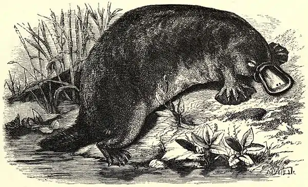 SFR b+w - duckbill platypus.jpg