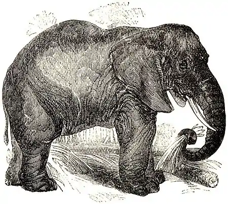 SFR b+w - elephant.jpg