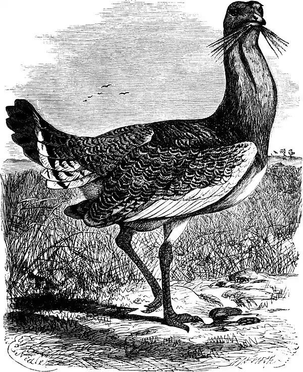 SFR b+w - great bustard.jpg