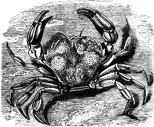 SFR b+w - green crab.jpg