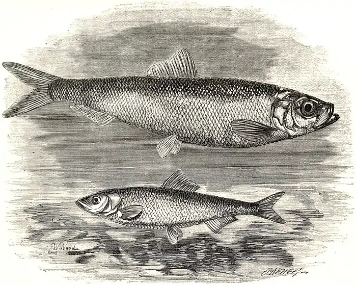 SFR b+w - herring.jpg