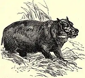 SFR b+w - hippopotamus.jpg