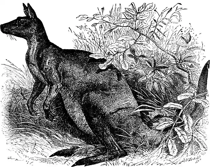 SFR b+w - kangaroo.jpg