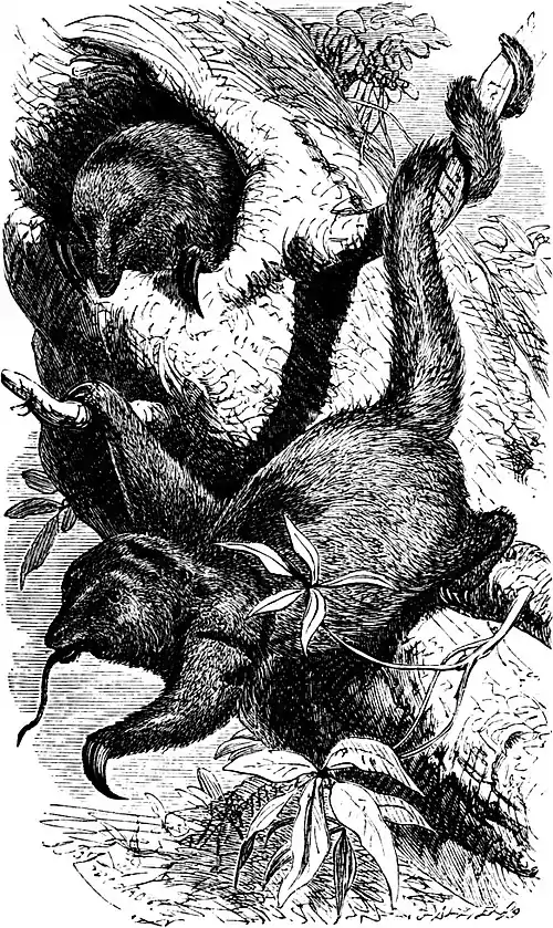 SFR b+w - little ant-eater.jpg