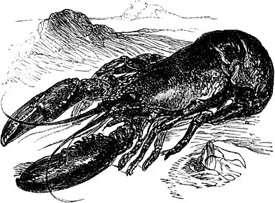 SFR b+w - lobster.jpg