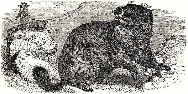 SFR b+w - marmot.jpg