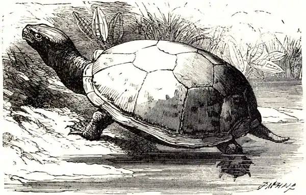 SFR b+w - mud tortoise.jpg