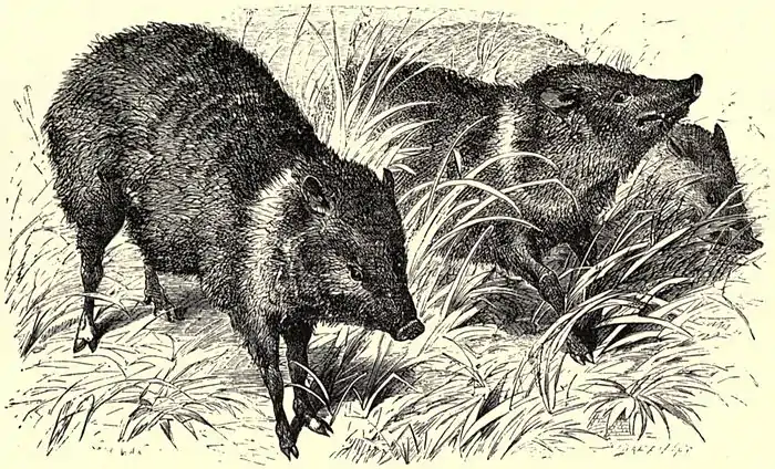 SFR b+w - peccaries.jpg