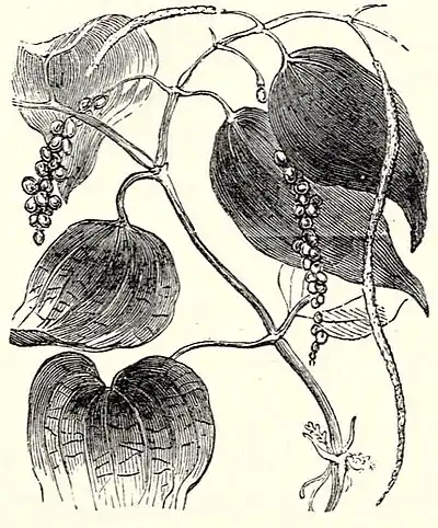 SFR b+w - pepper plant.jpg